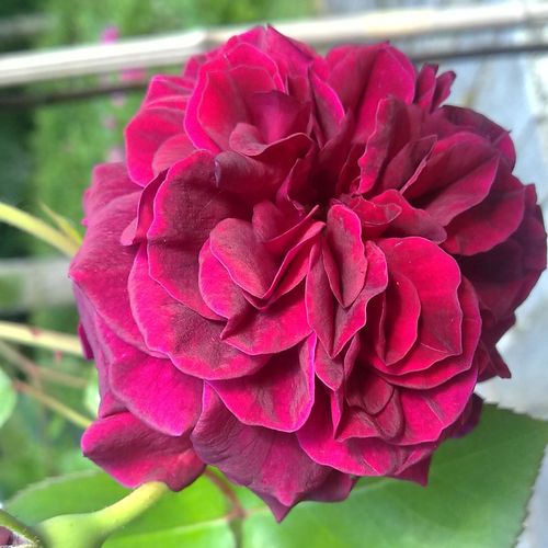 Rosa Tradescant - violet - Rosier aux fleurs anglaises - rosier à haute tige - retombant